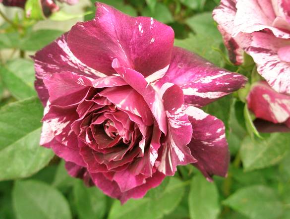 珍しい品種のバラの花写真