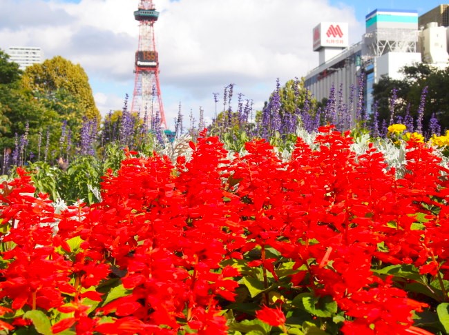 サルビア花画像