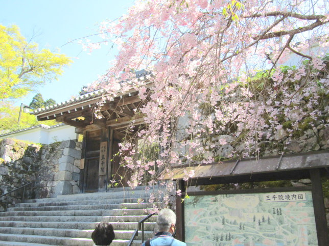 三千院枝垂桜画像