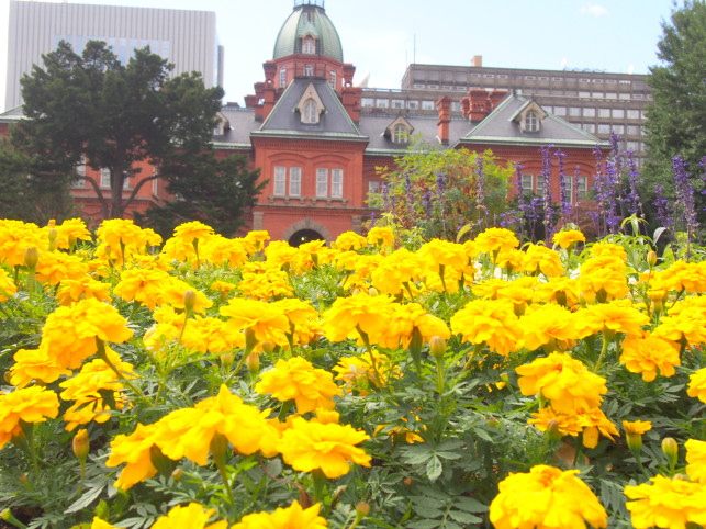 北海道旧本庁舎とマリーゴールド花写真