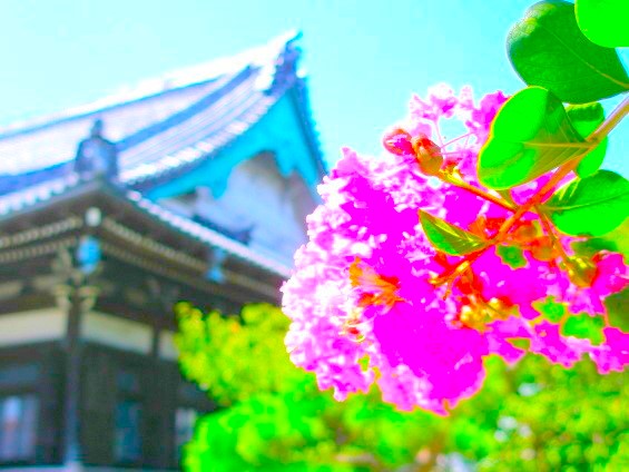 サルスベリの花