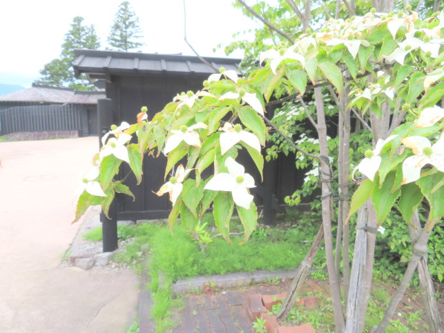 箱根関所とヤマボウシ花画像