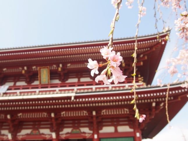仁王門と枝垂桜画像