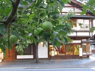 散歩信州の小京都小布施須坂・小布施のリンゴ写真