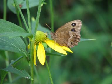 オオハンゴンソウ花と蝶写真