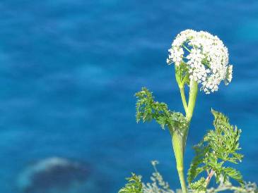 積丹の青い海と花写真