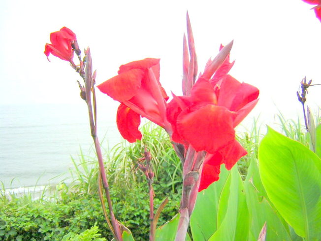 七里ヶ浜海岸に咲くカンナ花画像