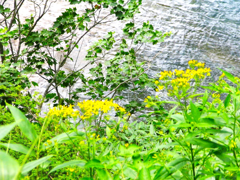 ����r�n���S���\�E�ԉ摜