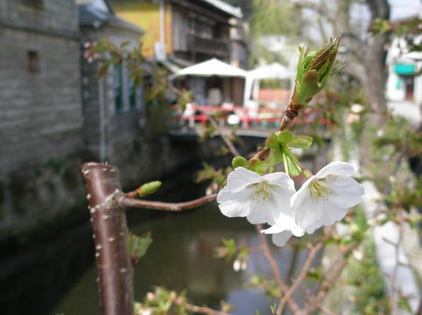 ペリーロード平滑川沿いに咲く桜の花写真