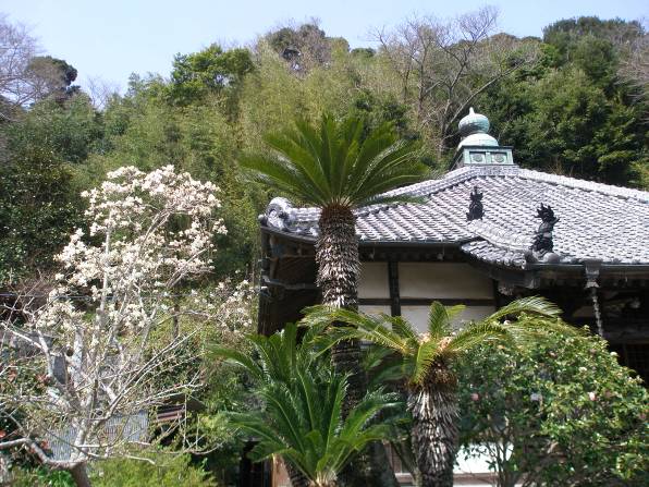 日露和親条約締結地・長楽寺とモクレンの花写真