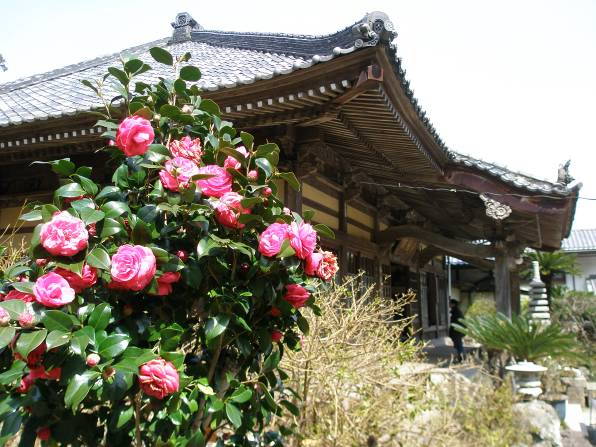 日米下田条約締結地・了仙寺とツバキの花写真