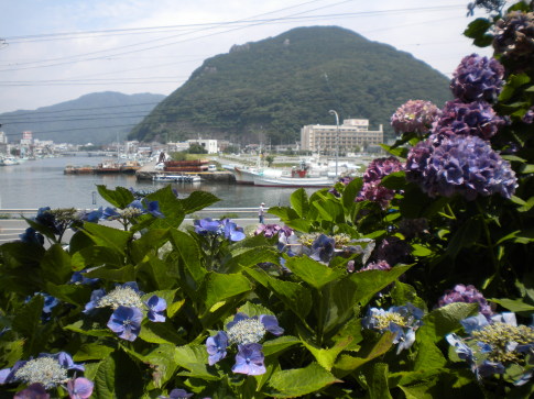 下田港とガクアジサイの花