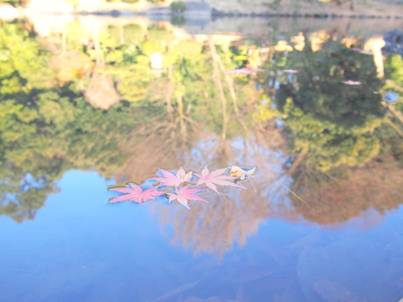 新宿御苑玉藻池紅葉写真