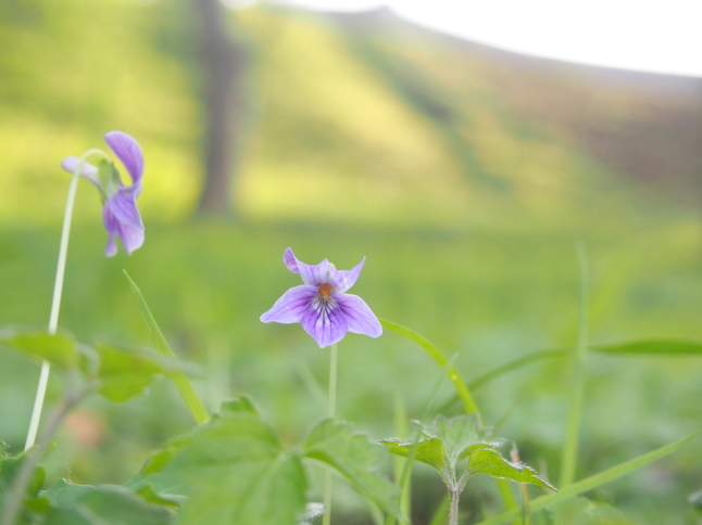 Okinawa Violet Flower