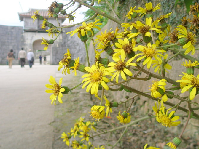 首里城歓会門ツワブキの花