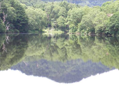 長池に映る湖畔の見事な樹林写真
