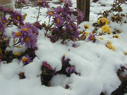 雪に耐えるキクの花写真