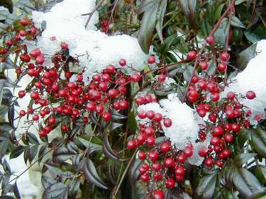 ナンテンの赤い実と雪写真