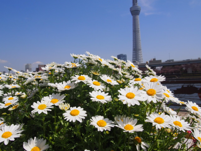 隅田公園ノースポール花画像