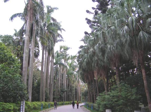 台北植物園のヤシ並木の写真