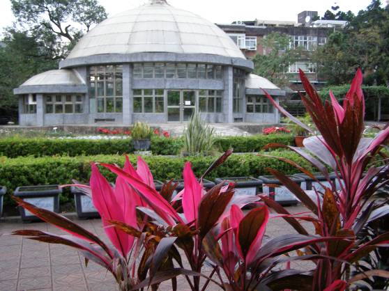 台北植物園圓形温室と珠蕉・ Cordyline fruticosaの写真
