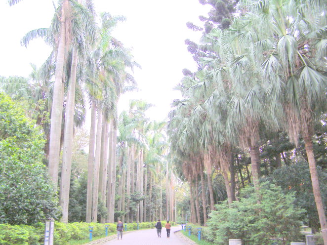 台北植物園画像