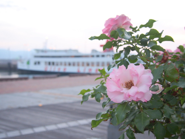 高松港バラ花写真