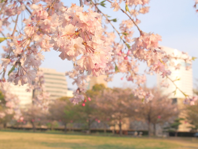 枝垂桜画像