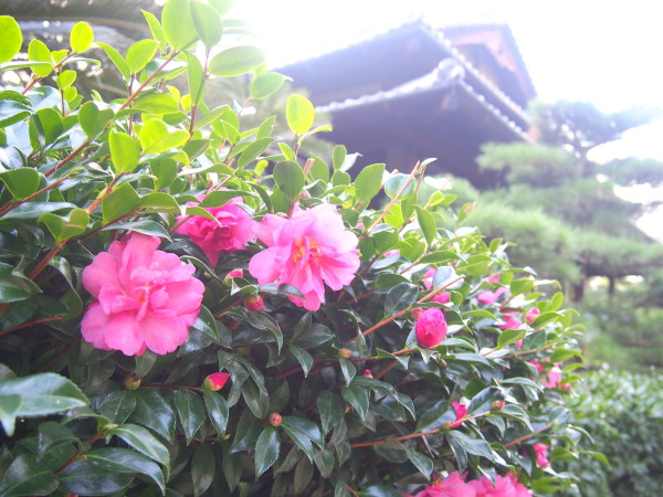 高松城披雲閣サザンカ花写真