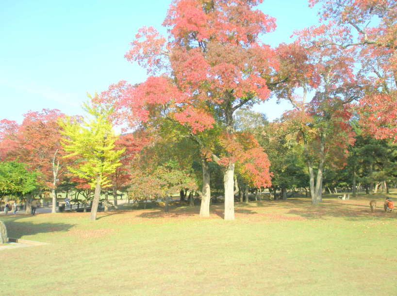 奈良公園紅葉画像