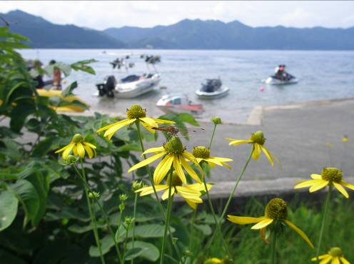 田沢湖畔に咲くオオハンゴンソウとアキアカネ写真