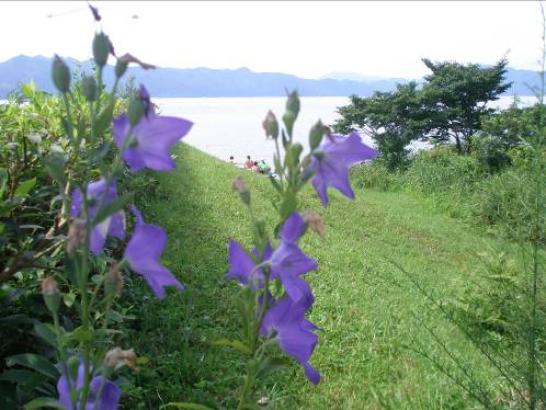 キキョウの花が咲く田沢湖畔写真