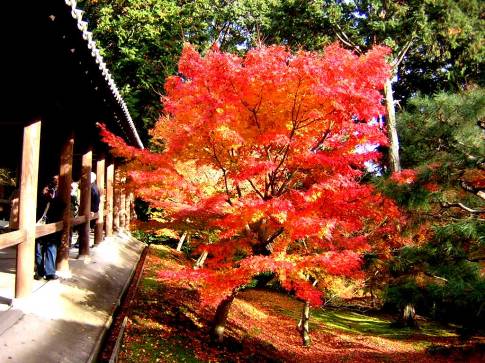 東福寺の紅葉写真