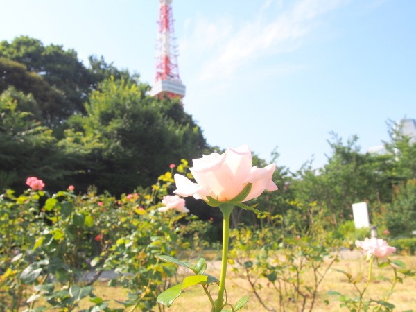 東京タワーとバラ花画像