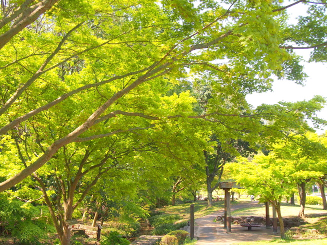富岡総合公園写真