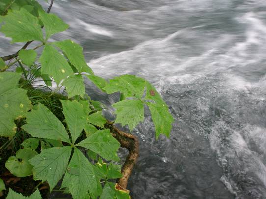 奥入瀬渓流とヤグルマソウ写真