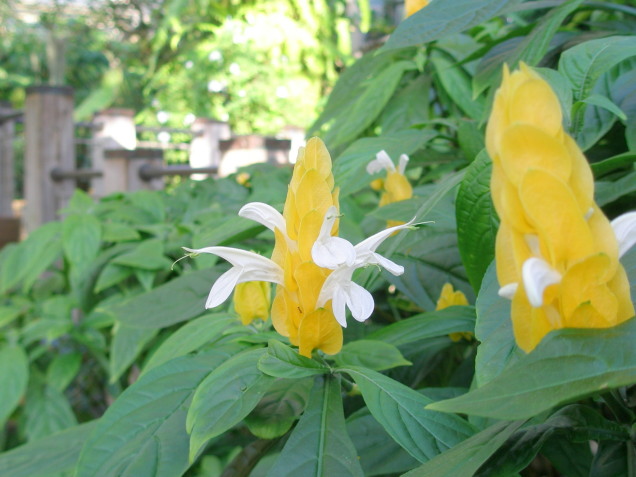 ウコンサンゴバナ花