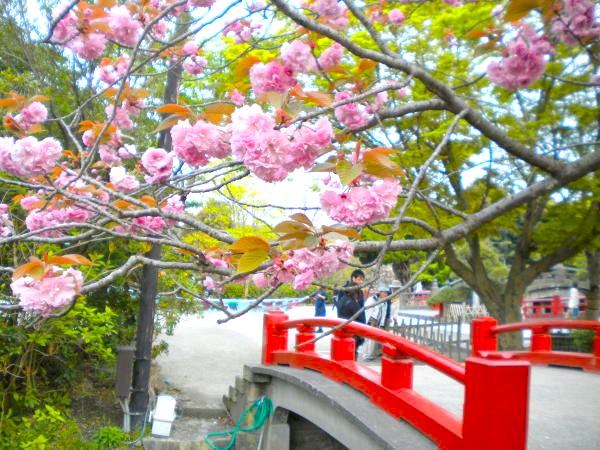 鶴岡八幡宮八重桜花画像