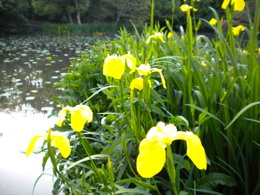 平家池　キショウブの花　写真