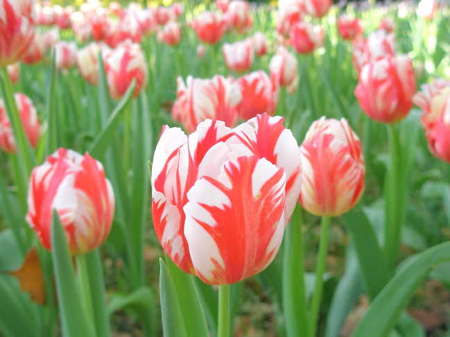 チューリップ花画像