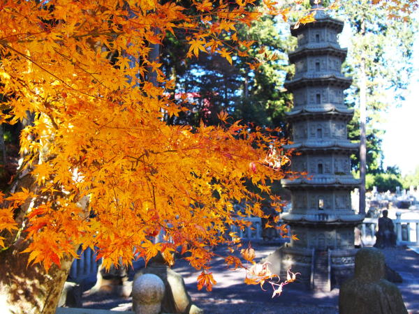 雲辺寺仏塔と紅葉