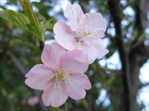 走水神社境内に咲く河津桜写真