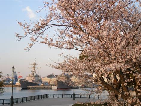 横須賀港ベルーニー公園に咲くサクラと横須賀港写真