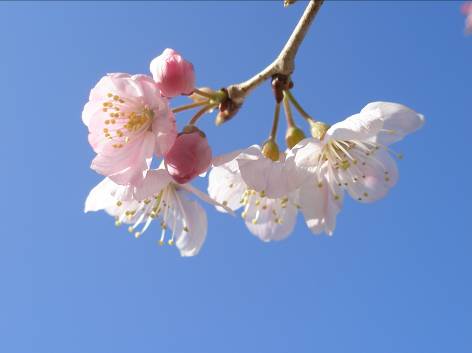 横須賀市内で咲き出したサクラ写真