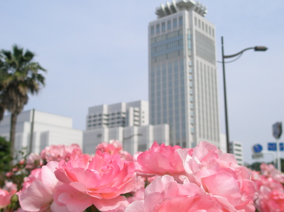 メルキュール横須賀　バラの花　写真