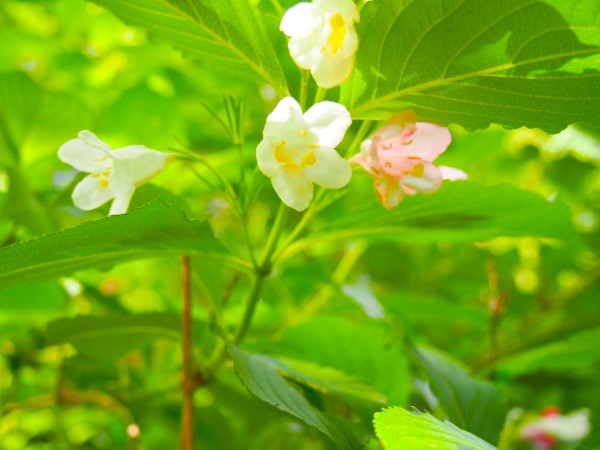 ハコネウツギ花画像