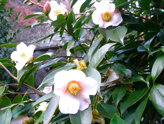 鎌倉　ツバキの花　写真