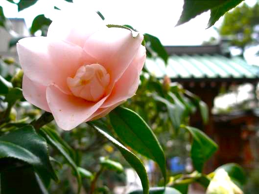 鎌倉　ツバキの花　写真