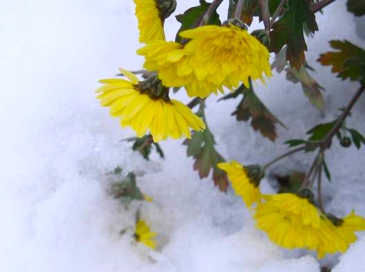 鎌倉　雪とキクの花