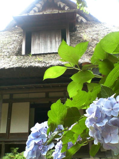 横浜三渓園矢箆原家住宅紫陽花の花